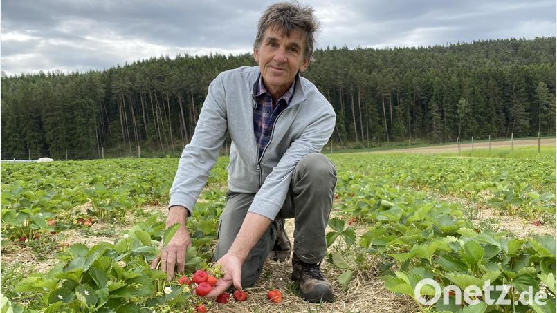 Anton Baumann ist zufrieden: Seine Arbeit auf dem Feld trägt schöne Früchte. Bild: Völkl