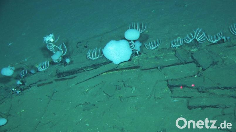 Walknochen liegen am Meeresgrund in der Diamantina-Zone im Indischen Ozean. Bild: Global TREnD, IDSSE/Nature/dpa