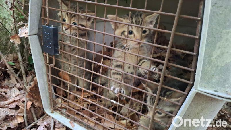 Auch wenn es zunächst so wirkt - das sind keine kleinen Hauskatzen. Sondern Wildkatzen. Bild: Struck/LRA Bamberg/dpa
