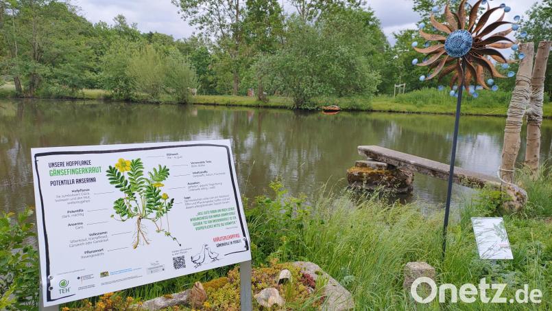 Wildkräuter-Lehrpfad von Liane Scharf auf der Gänsmühle in Trabitz. Bild: ald