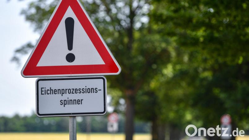Das massenhafte Auftreten des Eichenprozessionsspinners stellt laut Autobahn GmbH ein Problem für Verkehrsteilnehmer. Symbolbild: Patrick Pleul/dpa