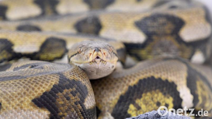 Netzpythons gehören zu den größten Schlangenarten der Welt. Symbolbild: Felix Hörhager/dpa