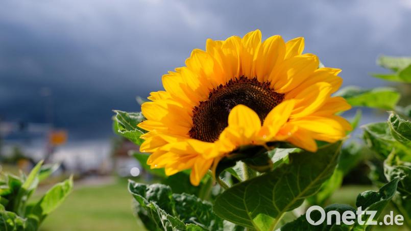 Wie wird das Wetter in der kommenden Woche? (Archivbild) Bild: Uwe Anspach/dpa