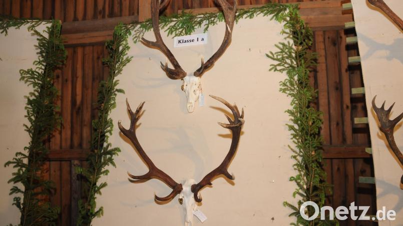 Die beiden stärksten Hirsche der Schau: Das obere Geweih hat 7,5 Kilo und stammt aus dem südlichen Landkreis Amberg-Sulzbach, das untere wiegt sechs Kilo und kommt aus dem Westen. Bild: Joachim Gebhardt