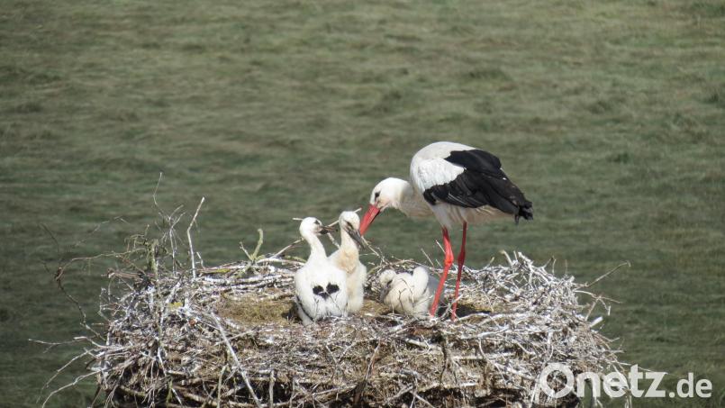 Adebar und Mama Storch tun ihr Möglichstes, um den Nachwuchs ausreichend mit Futter und Flüssigkeit zu versorgen. Bild: Robert Dotzauer