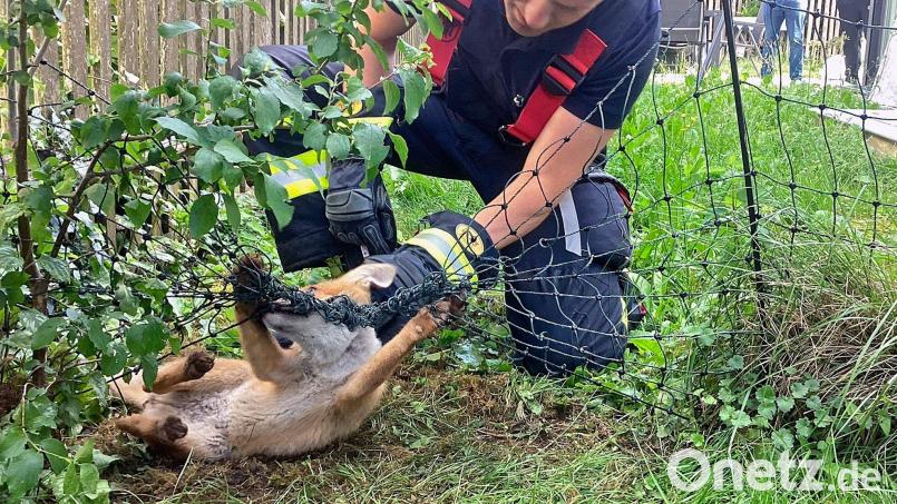 Die Einsatzkräfte helfen dem in Not geratenen Fuchs. Bild: -/Berufsfeuerwehr München/dpa