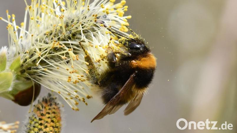 Eine Gartenhummel an einer Weide. Der Bund Naturschutz möchte mehr über das Verhalten der Bestäuber wissen und hofft auf Hilfe aus der Bevölkerung. Bild: Jann Wübbenhorst