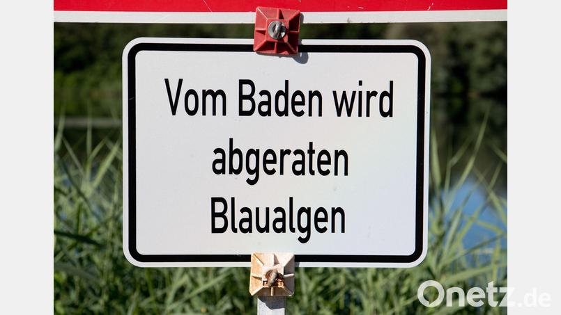 Die bayerischen Gesundheitsämter warnen an mehrere Badeseen vor Blaualgen. (Symbolbild) Bild: Julian Stratenschulte/dpa