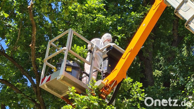 Bizarr mutet dieses Bild an. Die Schutzmaßnahmen sind nötig, um Gespinste und Raupen des Eichenprozessionsspinners, wie hier in Nabburg, wirksam zu entfernen. Bild: Rudolf Scharf Bauhof Nabburg