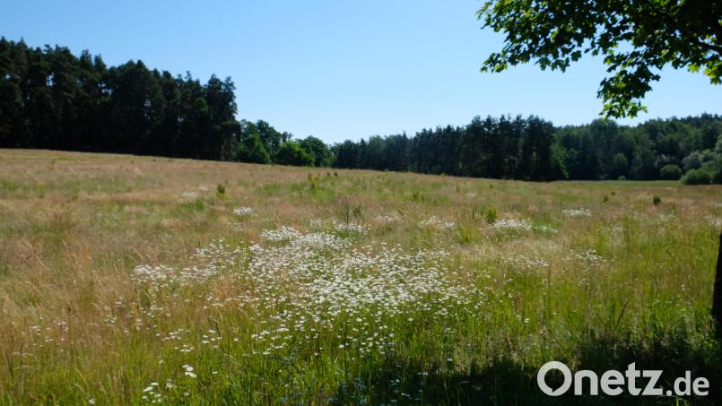In Fortsetzung des Hüttener Siedlungsbereiches entsteht in der Steinfelser Straße ein Baugebiet mit 32 Parzellen. Die städtische Baulandoffensive wird von einem wesentlichen Vorteil beflügelt. Ein Großteil der Bauplätze ist in öffentlicher Hand. Bild: Robert Dotzauer