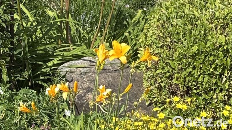 In vielen schönen Ecken des Wiesmet-Gartens blühen Taglilien. Bild: Erhard Nitzbon