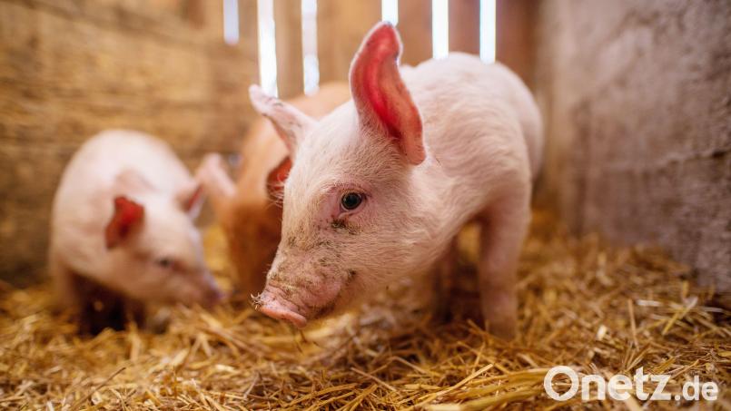 Ein Bauherr aus Söllitz will rund 600 Meter nördlich der Ortschaft einen Tierwohlstall für 800 Strohschweine bauen: Der Gemeinderat hätte nichts dagegen – aber Vorschriften machen die Sache schwierig. Symbolbild: Dusan Petkovic - stock.adobe.com
