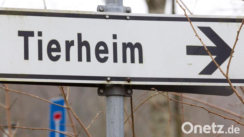 Der 43-Jährige gab an, das Tier in einem Ort in der Region gefunden zu haben. (Symbolbild) Bild: Friso Gentsch/dpa