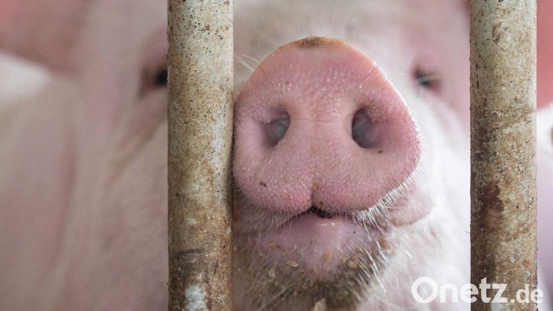 In Bayern gibt es mehr Schweine als vor einem Jahr. (Archivbild) Bild: Marijan Murat/dpa