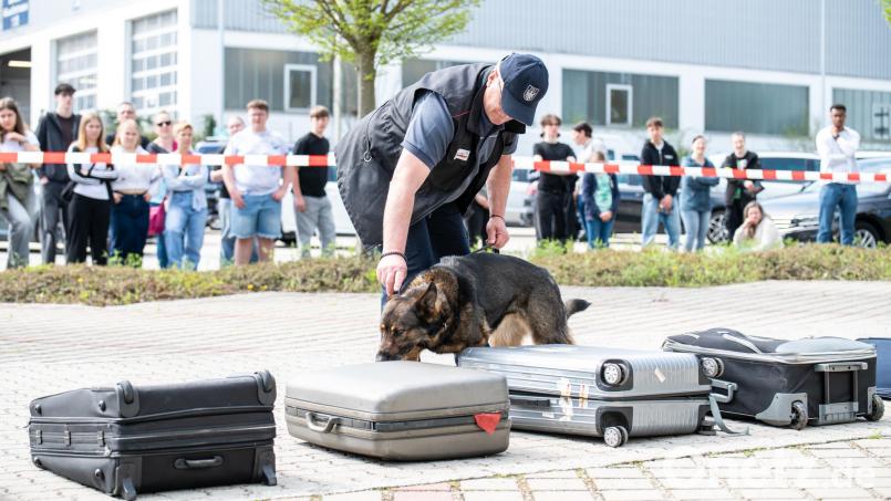 Ein Drogenspürhund im Einsatz bei der Zollhundevorführung. Bild: Hauptzollamt Regensburg