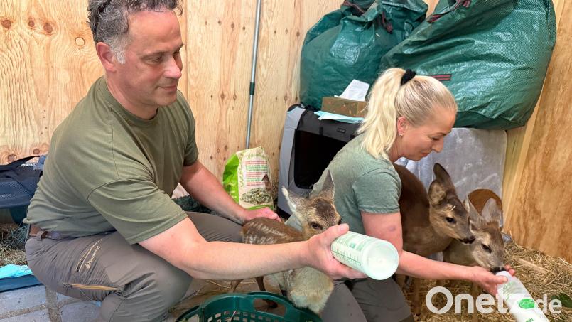 Die Rehkitzretter Frank Tschannerl und Diana Horn versorgen derzeit etwa ein Dutzend verwaiste Rehkitze in ihrer Auffangstation. Bild: Gabi Schönberger