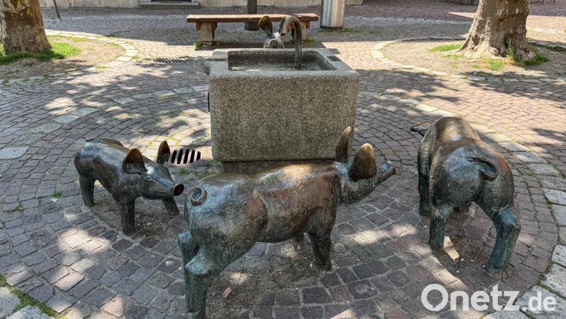32 Grad Celsius – und die kleinen Amberger Schweinchen haben nichts mehr zu trinken. Der Grund liegt im Erdboden. Die umliegenden Bäume haben die Leitungen beschädigt. Bild: Petra Hartl