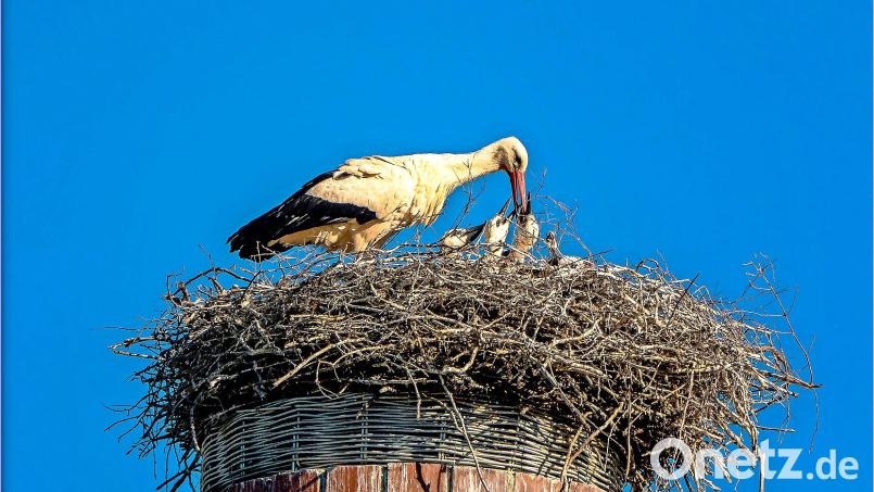 Unser Bild, aufgenommen mit einer Kamera vom Boden aus, zeigt einen Altstorch, der die vier Jungstörche in Waldershof mit Wasser versorgt. Bild: Xaver Klaussner