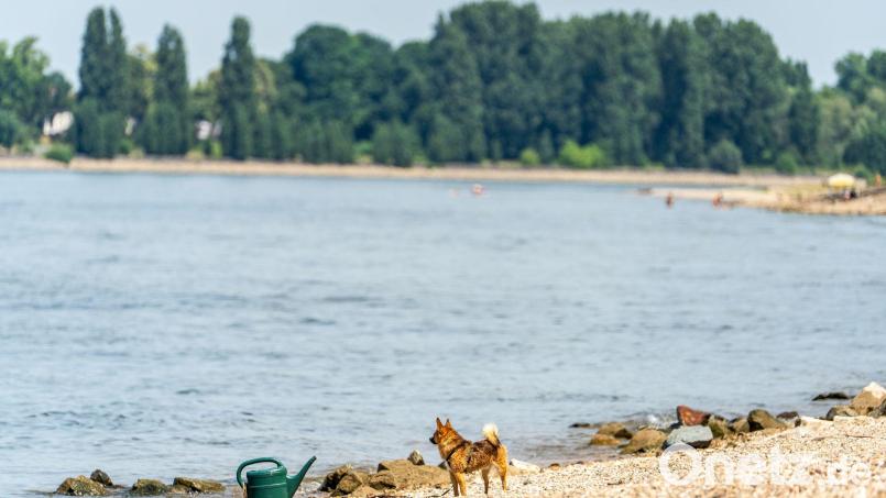 Seit Samstagabend werden drei Menschen nach dem Baden im Rhein vermisst. (Archivbild) Bild: Andreas Arnold/dpa