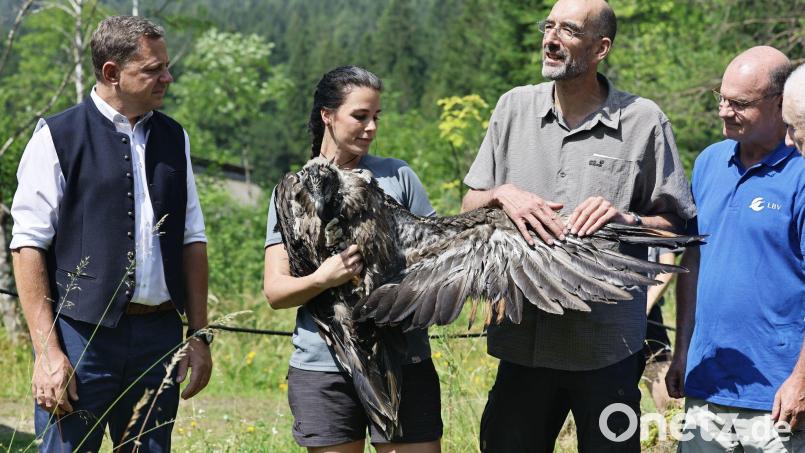 Bartgeier Zierli wurde zusammen mit Jungtier Alosa zur Auswilderungsnische im Klausbachtal gebracht. Bild: Michael Koller/LBV/dpa