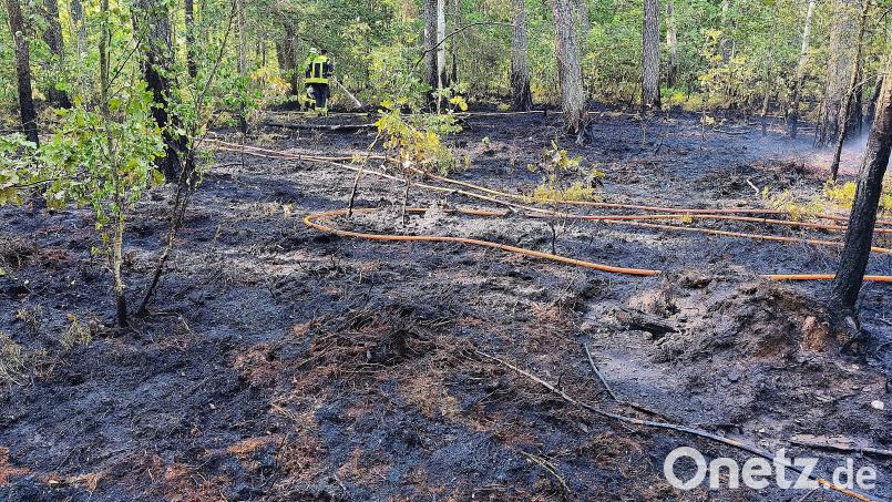 In einem Waldstück beim Dießfurter Weiher hat es am Mittwochmorgen gebrannt. Dem schnellen Eingreifen der Einsatzkräfte war es zu verdanken, dass sich das Feuer nicht noch weiter ausgebreitet hat. Bild: Masching