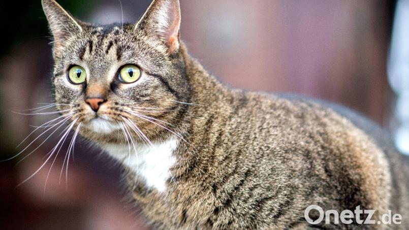 Eine Katze in Sulzbach-Rosenberg wurde durch einen ausgelegten Giftköder verletzt. Symbolbild: Hauke-Christian Dittrich/dpa/Symbolbild