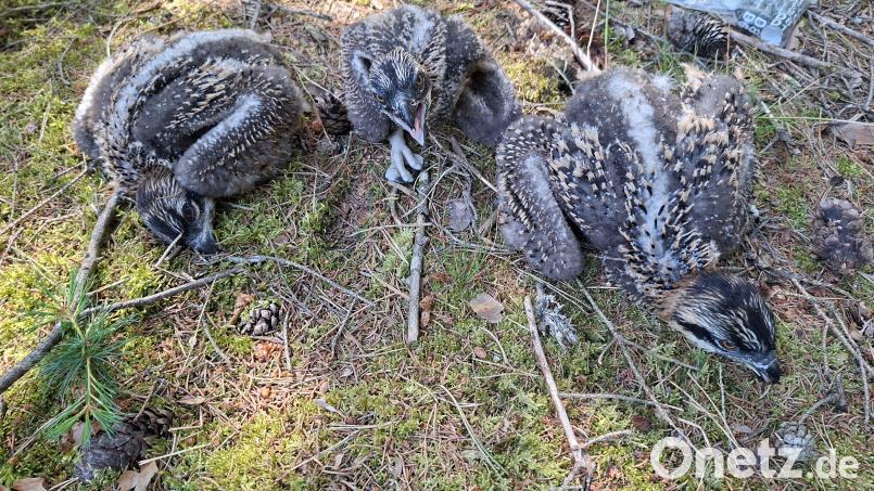 Drei Jungadler am Großen Rußweiher Eschenbach haben ihre Ringe am Fuß bekommen. Bild: Martin Gottsche