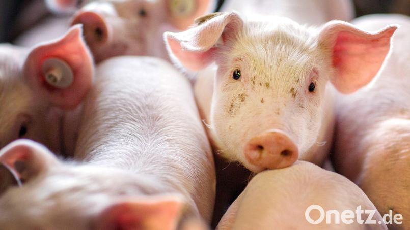 Die Ferkel mussten in eine Notstation für Tiere gebracht werden. (Symbolbild) Bild: Jens Büttner/dpa-Zentralbild/dpa