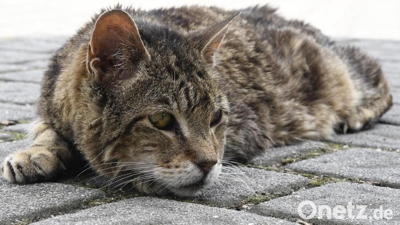 Streunerkatzen gibt es auch im Landkreis Schwandorf. Eine Kastrationspflicht würde die Population eindämmen. Symbolbild: Petra Hartl