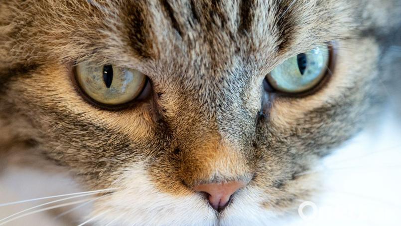 23 Katzen wurden an den Tierschutz übergeben. (Symbolbild) Bild: Sven Hoppe/dpa