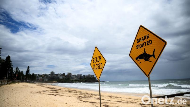 In den vergangenen Tagen wurden immer wieder Haie gesichtet - auch vor dem berühmten Bondi Beach. (Symbolbild) Bild: Bianca De Marchi/AAP/dpa