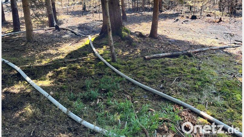Mehrere Glutnester im moorigen Waldboden mussten am Samstag abgelöscht werden. Bild: Kreisbrandinspektion Amberg-Sulzbach