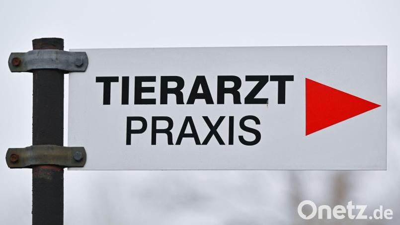 Ein Tierarzt fand in der Brust des Katers ein Projektil. (Symbolbild) Bild: Patrick Pleul/dpa