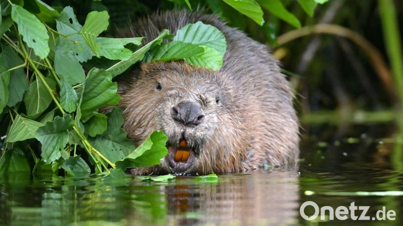 Biber Barbara soll in Frankreich ausgewildert werden, wenn sie wieder gesund ist. (Symbolbild) Bild: Patrick Pleul/dpa-Zentralbild/dpa