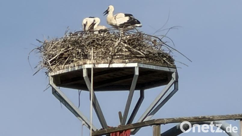 Hoch über den Dächern von Vohenstrauß spielt sich auch in diesem Sommer wieder ein kleines Wunder der Natur ab. Im Storchennest sind drei Jungstörche herangewachsen – drei neugierige, hungrige und inzwischen schon erstaunlich stattliche Nachwuchsvögel, die Tag für Tag ein Stück größer werden. Bild: Elisabeth Dobmayer
