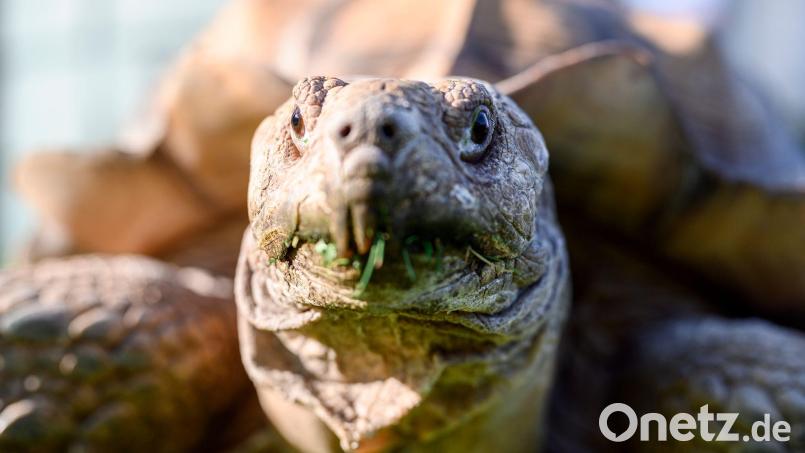 Spornschildkröten sind die größten auf dem Festland lebende Landschildkrötenart Afrikas. (Symbolbild) Bild: Vogl Daniel/dpa