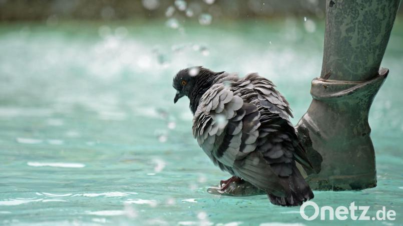 Auch der Fischbrunnen am Marienplatz in der Innenstadt soll abgeschaltet werden. (Archivbild) Bild: Malin Wunderlich/dpa