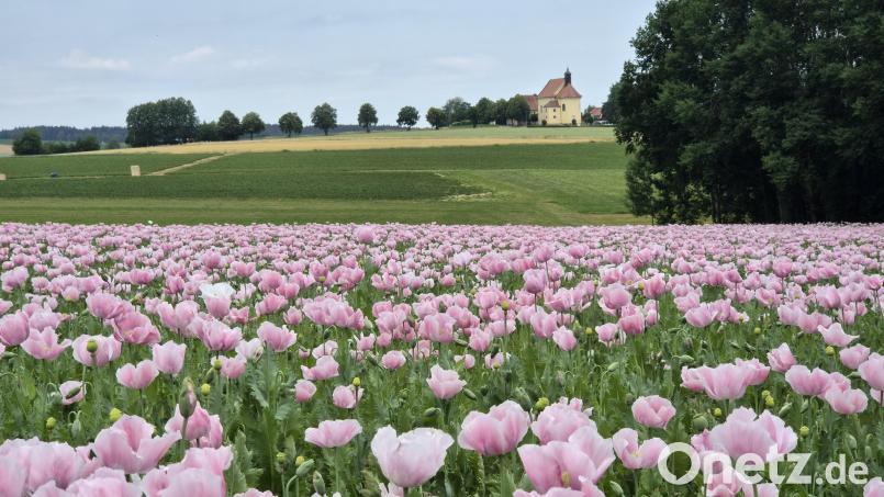 Ein Meer aus rosa Mohnblüten ist derzeit auf einem Feld unweit von Ernestgrün zu sehen. Der Ernte aus den Samenkapseln wird regional vermarktet. Bild: lue