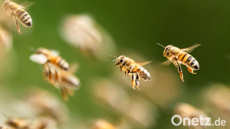 Zahlreiche Bienen belagerten in Kulmbach Müllsäcke, um an den Honig darin zu gelangen. Symbolbild: Silas Stein/dpa