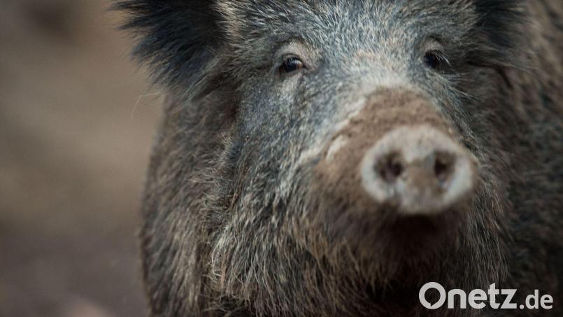 Das etwa zweijährige Wildschwein hatte sich laut Stadt in den vergangenen zwei Wochen nahezu täglich auf dem Friedhof gezeigt. Symbolbild: Lino Mirgeler/dpa