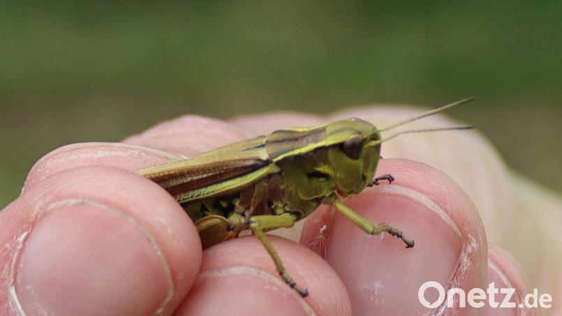 In Bayern steht die Sumpfschrecke auf der Roten Liste und gilt als stark gefährdet. Bild: Heidi Franitza