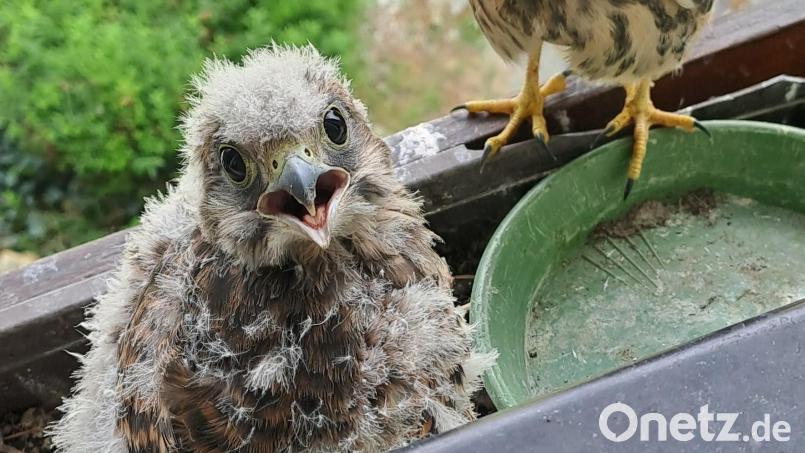 An heißen Tagen erhalten die jungen Turmfalken zusätzlich Wasser. Sie nisten in einem Blumenkasten bei Fichtelberg. Bild: Gisela Kuhbandner