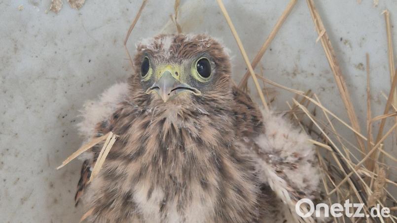 Dieses Turmfalken-Küken hat den Absturz aus 15 Meter Höhe überlebt und ist dank der Feuerwehr wohlbehalten zurück im Nest. Bild: Feuerwehr Pfreimd