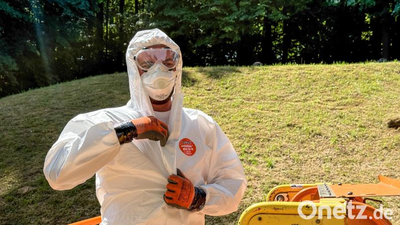 Kein Bild aus Corona-Zeiten, sondern ein aktuelles aus Amberg: Experten im Ganzkörper-Schutzanzug, mit Handschuhen, Atemschutzmaske und Schutzbrille, bekämpfen hier den Eichenprozessionsspinner Bild: Petra Hartl
