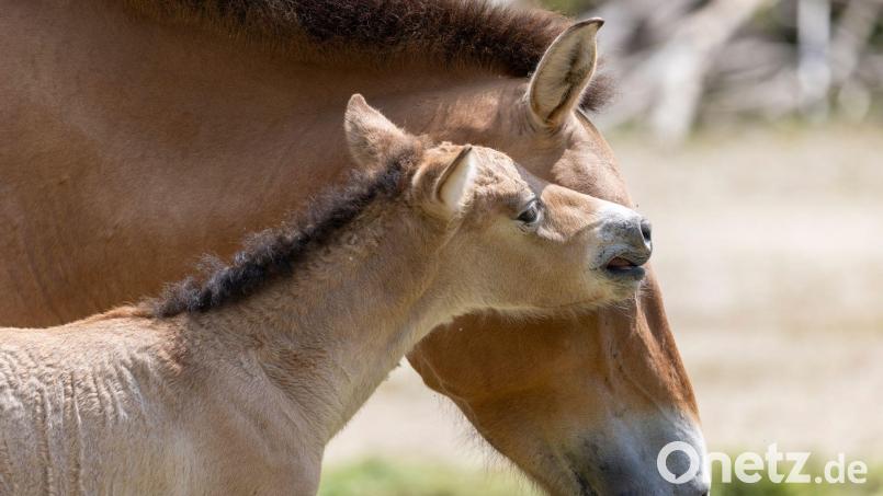 Bei dem Fohlen handelt es sich laut Tierpark um einen kleinen Hengst. Bild: Julien Huber/Tierpark Hellabrunn/dpa