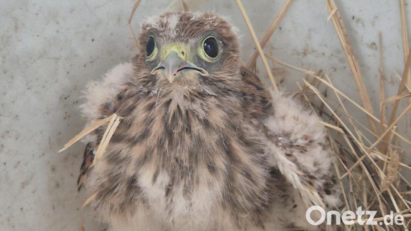 Dieses Turmfalken-Küken hat den Absturz aus 15 Meter Höhe überlebt und ist dank der Feuerwehr wohlbehalten zurück im Nest. Bild: Feuerwehr Pfreimd