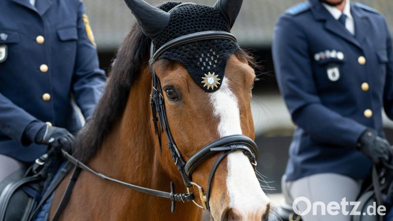 Das Dienstpferd konnte schnell wieder eingefangen werden. (Symbolbild) Bild: Sven Hoppe/dpa