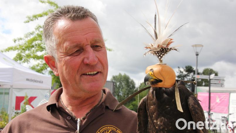 Eckhard Mickisch mit seinem Gerfalken, namens Karin. Bild: Konrad Rosner