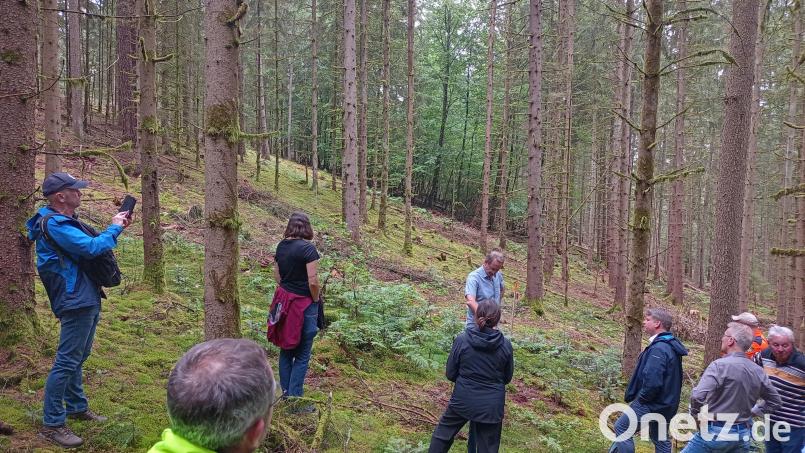 Hier können neben jungen Buchen, Ebereschen oder Eichen auch junge Tannen ("Die Praline im Wald") überleben. Neben der gezielten Verjüngung der Fläche haben die Jäger auch den Beschuss des Rehwilds angepasst. Bild: Hladik