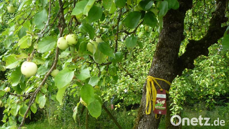 Seit 2023 beteiligt sich die Arbeitsgemeinschaft FrankenPfalz am Kooperationsprojekt "Ernteaktion Gelbes Band“. An markierten Bäumen darf ohne Rücksprache gepflückt und bereits vom Baum gefallenes Obst kostenlos aufgelesen werden. Bild: Verena Frauenknecht